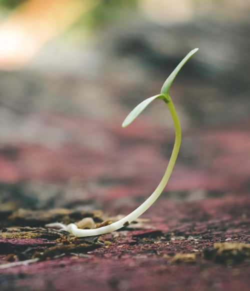 fertile soil bears fruits